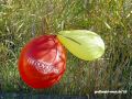 DSC07723.JPG