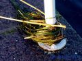 DSC03655.JPG