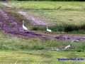 DSC06849.JPG
