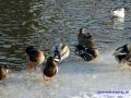 DSC08372.JPG